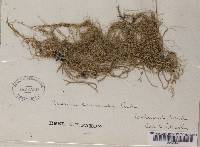 Usnea cavernosa image