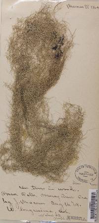 Usnea longissima f. tenuis image