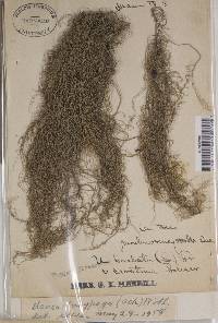 Usnea dasypoga image