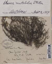 Usnea mutabilis image