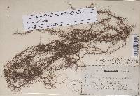 Usnea angulata image