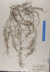 Usnea ceratina image