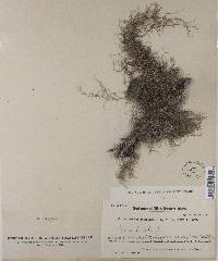 Usnea dasypoga image