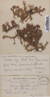 Usnea scabiosa image