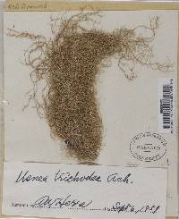 Usnea trichodea image