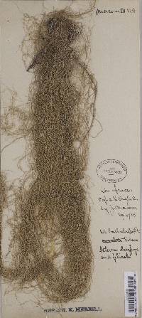 Usnea dasypoga image