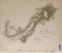 Usnea longissima f. tenuis image