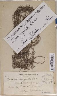 Usnea angulata image