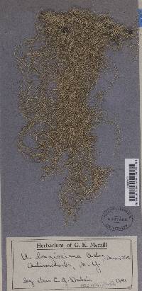 Usnea longissima f. tenuis image