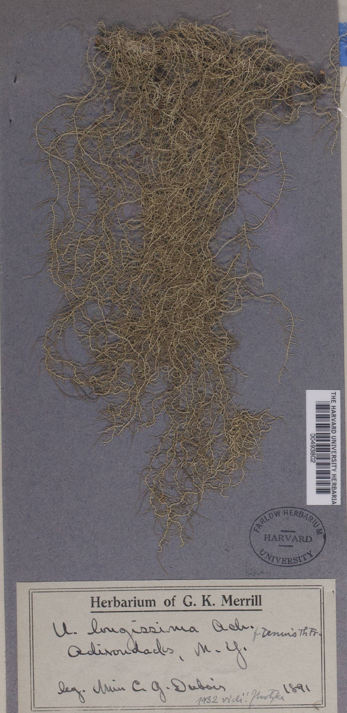 Usnea longissima f. tenuis image