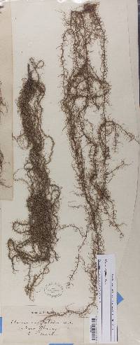 Usnea angulata image