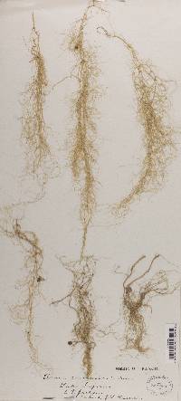 Usnea cavernosa image