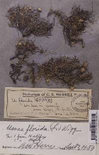 Usnea florida image