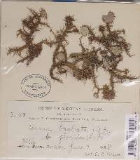 Usnea florida image