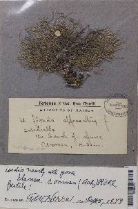 Usnea subfloridana image