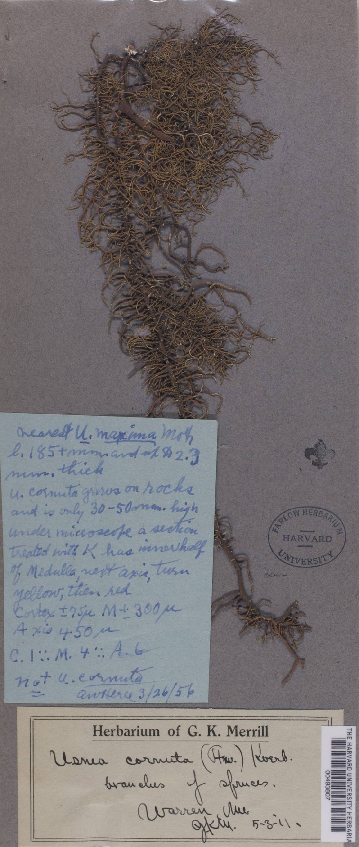 Usnea maxima image