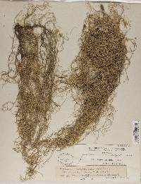 Usnea californica image