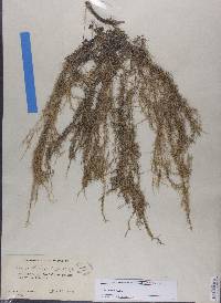 Usnea ceratina image