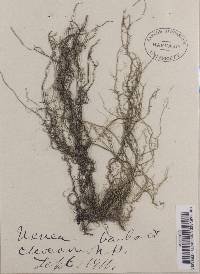 Usnea dasypoga image