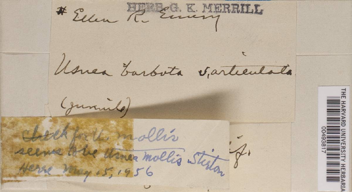 Usnea mollis image