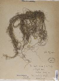 Usnea dasypoga image