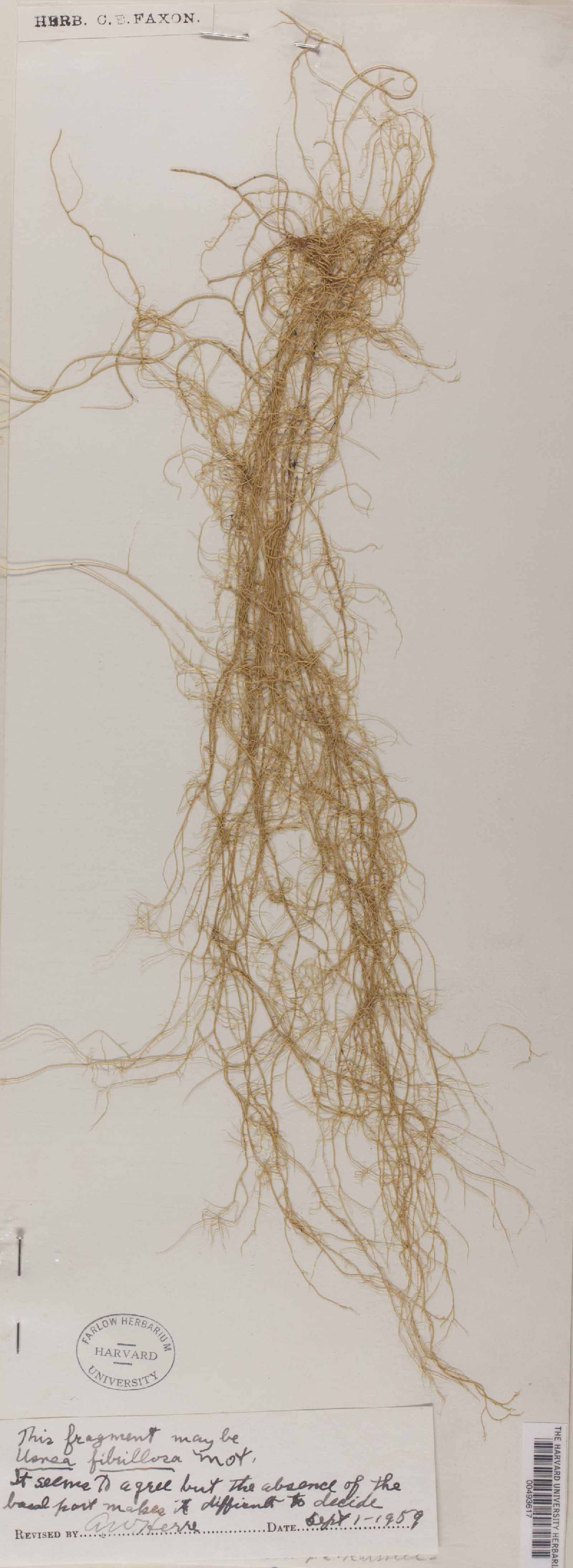 Usnea fibrillosa image