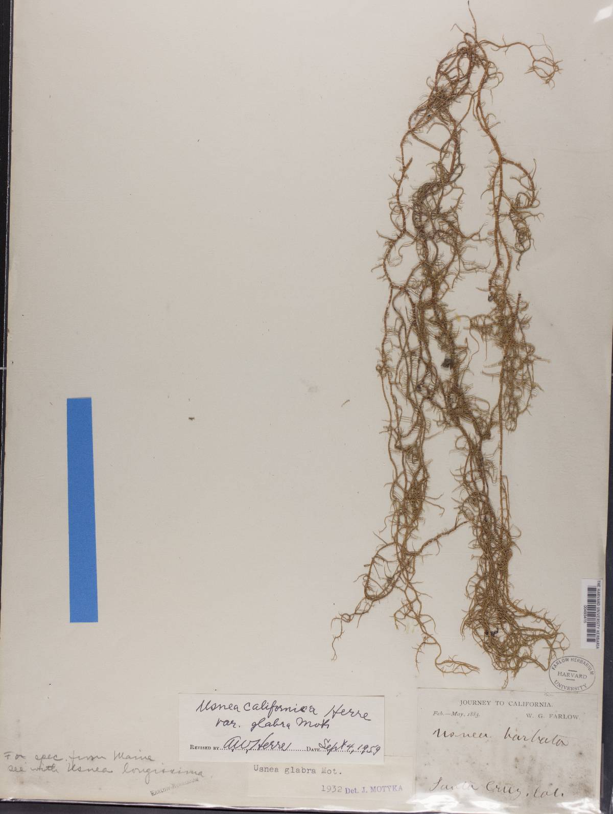 Usnea californica image