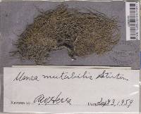 Usnea mutabilis image