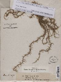 Usnea angulata image