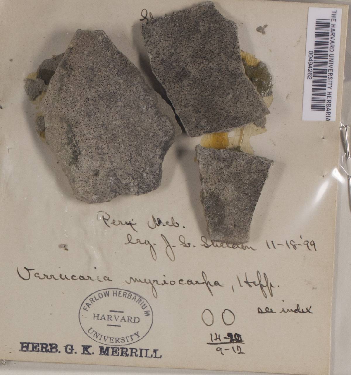 Verrucaria murina image