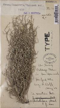 Usnea variolosa image