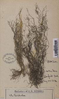 Usnea trichodea image