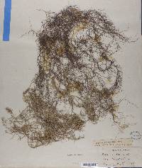 Usnea trichodea image