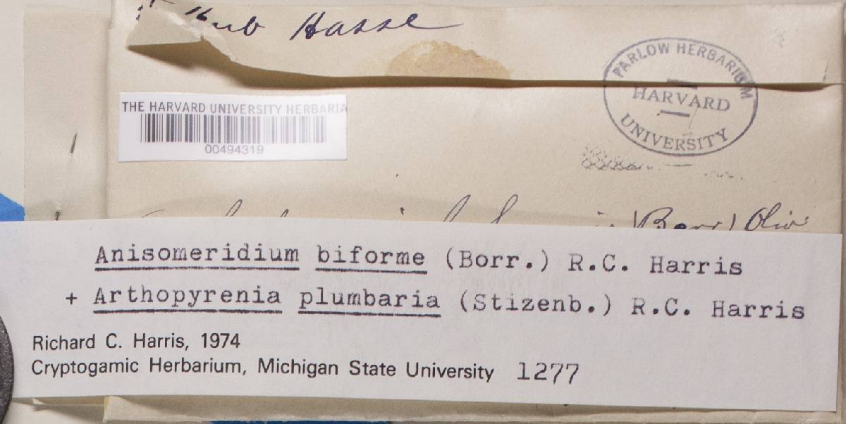 Verrucaria plumbaria image