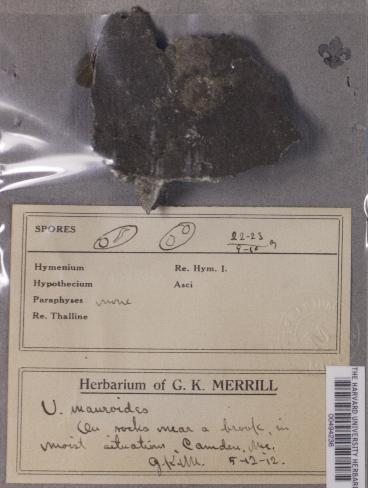 Verrucaria viridula image