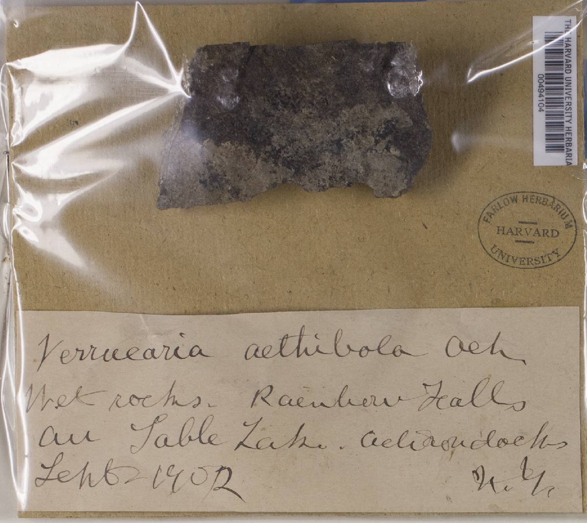 Verrucaria aethiobola image