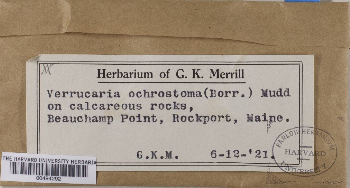 Verrucaria ochrostoma image