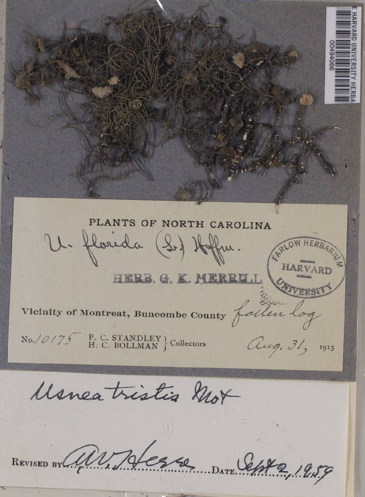 Usnea tristis image