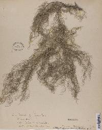 Usnea trichodea image