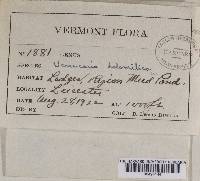 Verrucaria hochstetteri image