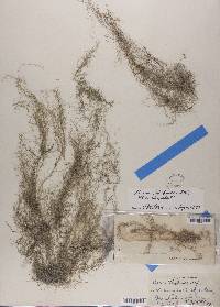 Usnea trichodea image