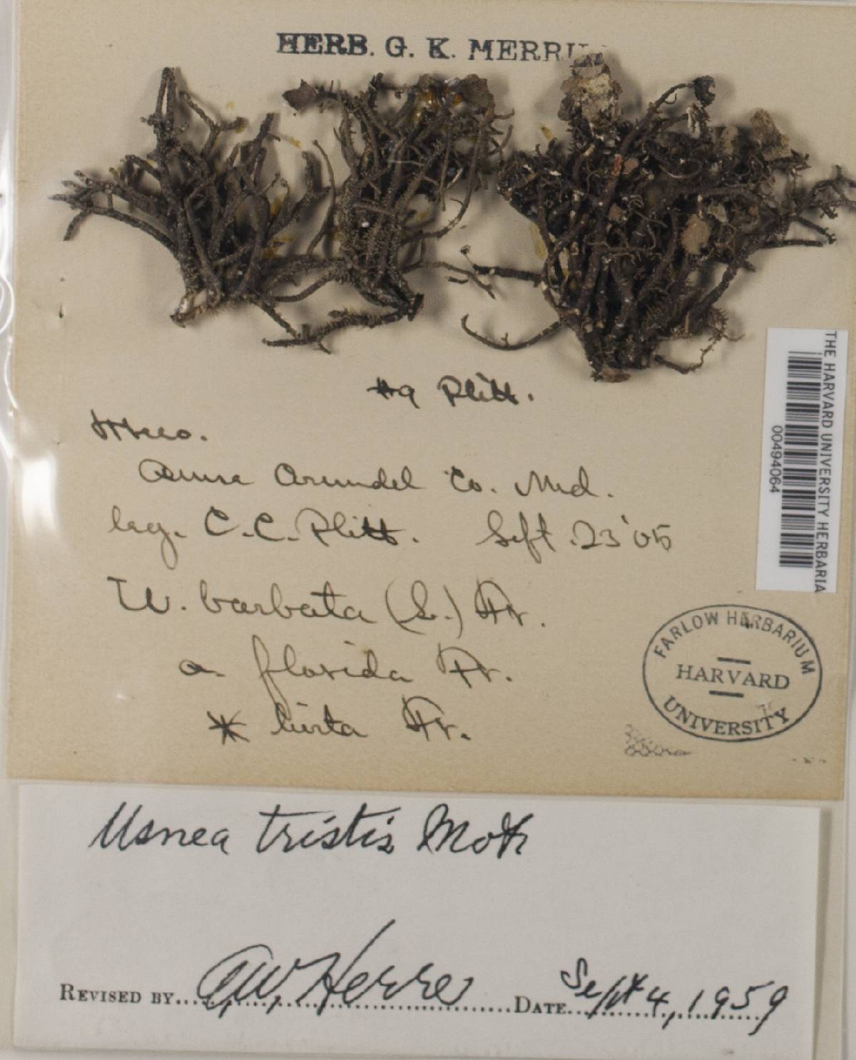 Usnea tristis image