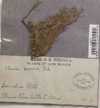 Usnea variolosa image