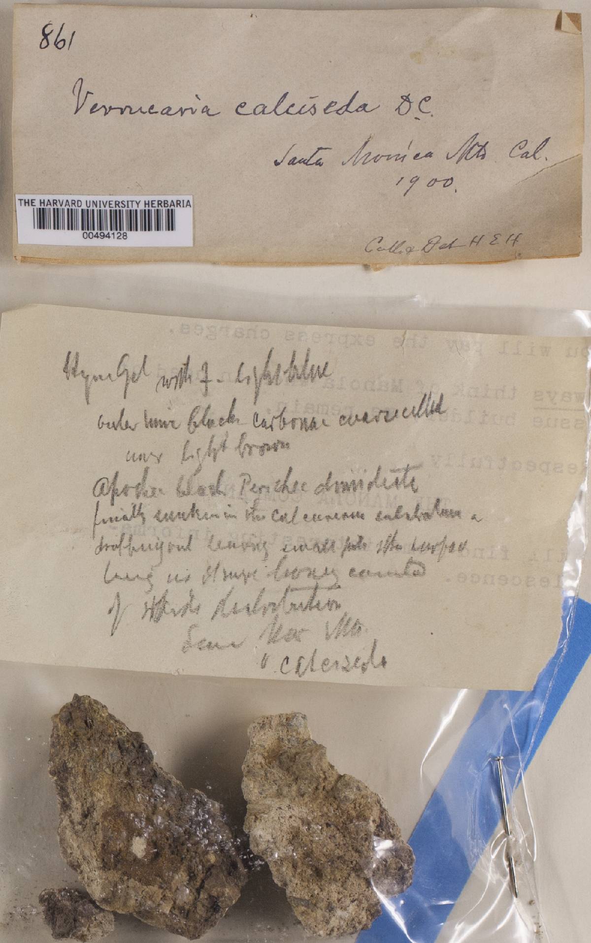 Verrucaria calciseda image