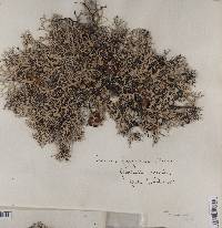 Pseudevernia furfuracea var. furfuracea image