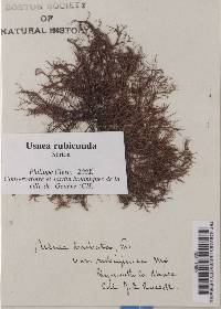 Usnea barbata var. rubiginea image