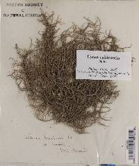 Usnea barbata var. hirta image