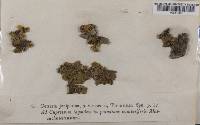 Vulpicida juniperinus image