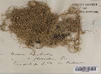 Usnea florida image