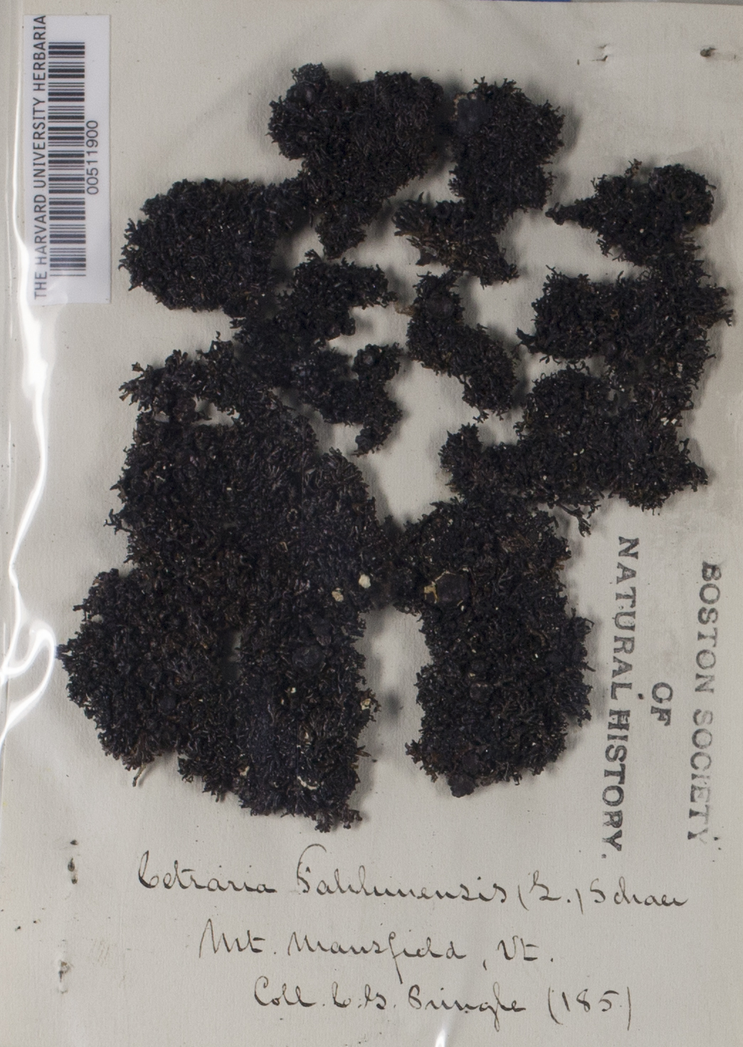 Cetraria fahlunensis image